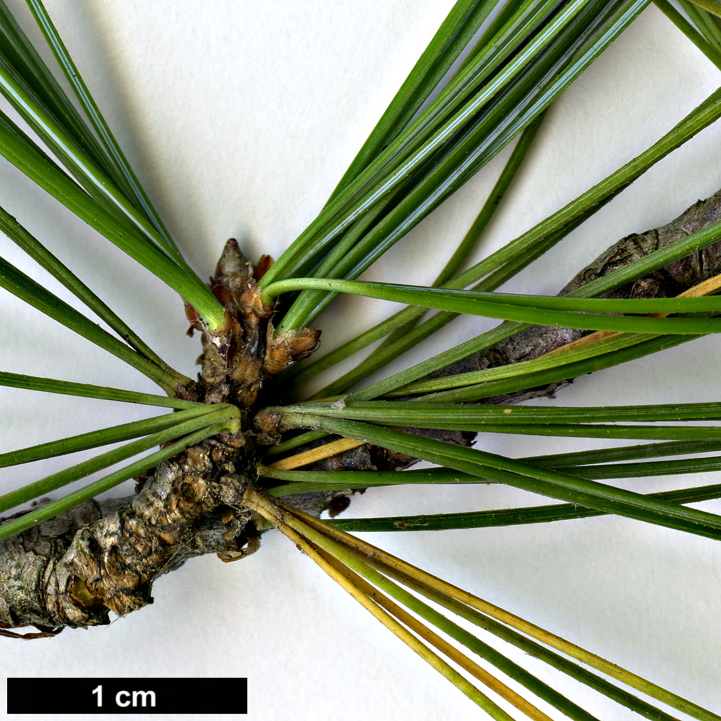 High resolution image: Family: Pinaceae - Genus: Pinus - Taxon: parviflora - SpeciesSub: × P.wallichiana